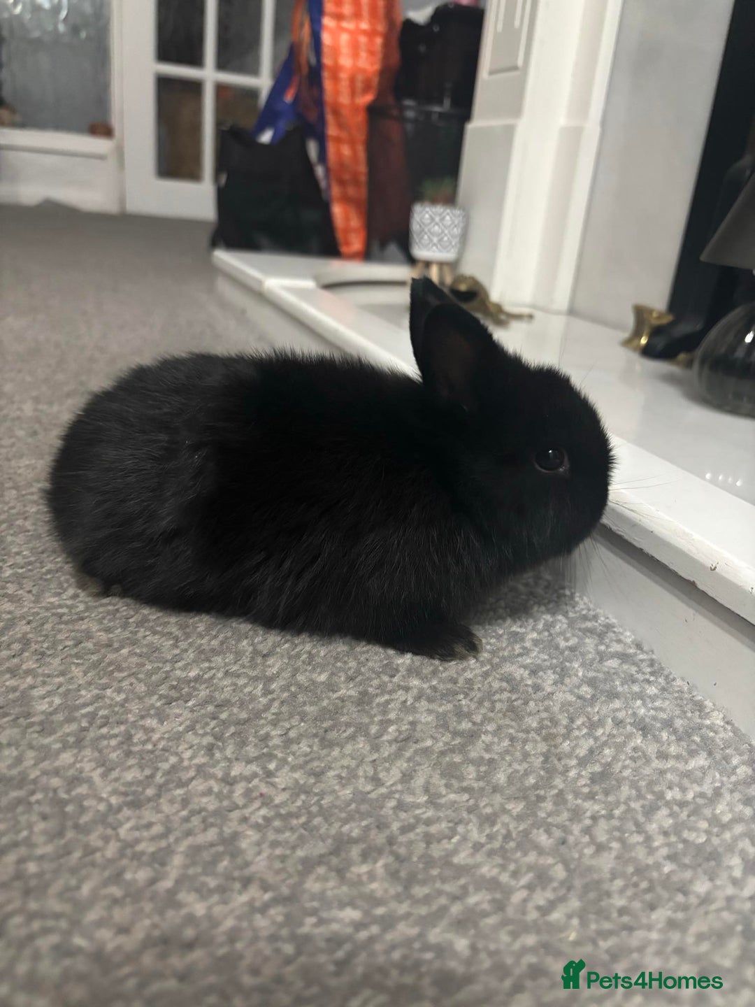 Netherland Dwarf rabbits for sale: netherland dwarf x minilop 5 black / brown rabbits - Image 6