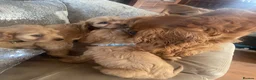 Cavapoo dogs for sale: Cavapoo puppies MALE stunning and cuddly  - Advert 4
