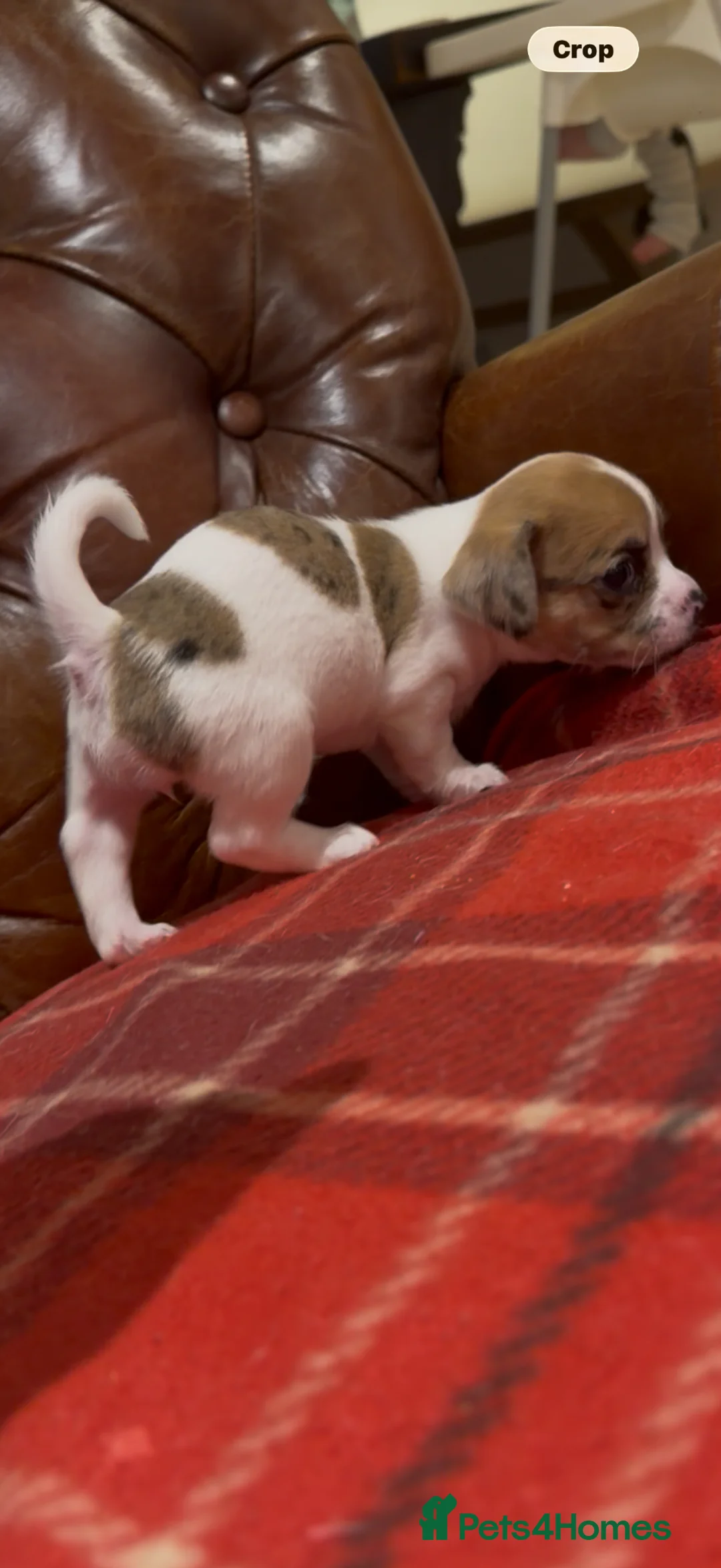 Mixed Breed dogs for sale: Jack chi x Lhasa apso pups  in Diss - Advert 7