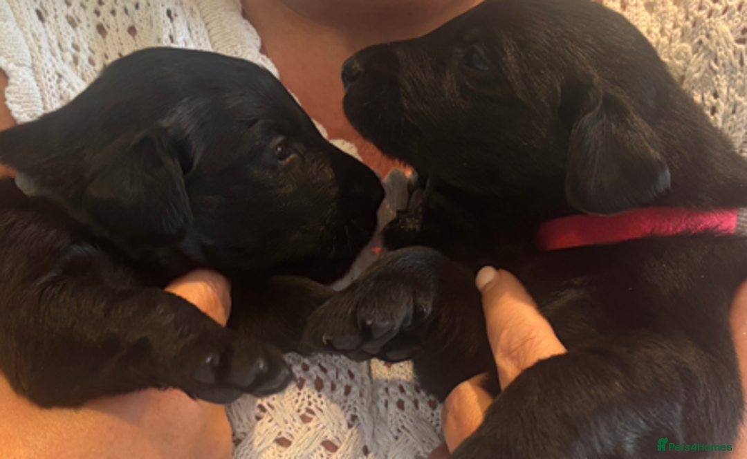 Flat coated Retriever dogs for sale: Nine beautiful flat coat retriever puppies in Falkirk - Image 11