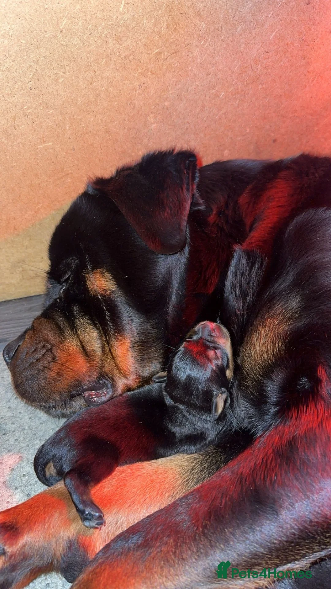 Rottweiler dogs for sale: German Rottweiler Puppies – 2 Girls Available in Newcastle - Advert 1