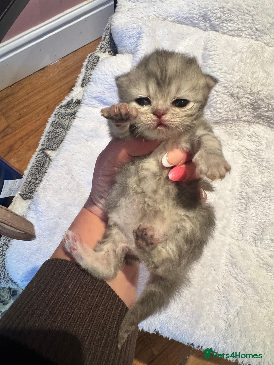 Maine Coon cats for sale: Main coon adorable kittens  - Advert 10