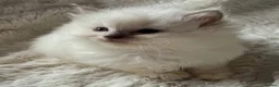 Ragdoll cats for sale: Registered Cheribum Kittens - Advert 5