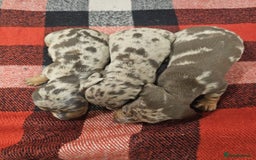 Miniature Dachshund dogs for sale: KC Mini Dachshund Dapple Girls & Boys and Tan Boy - Image 17