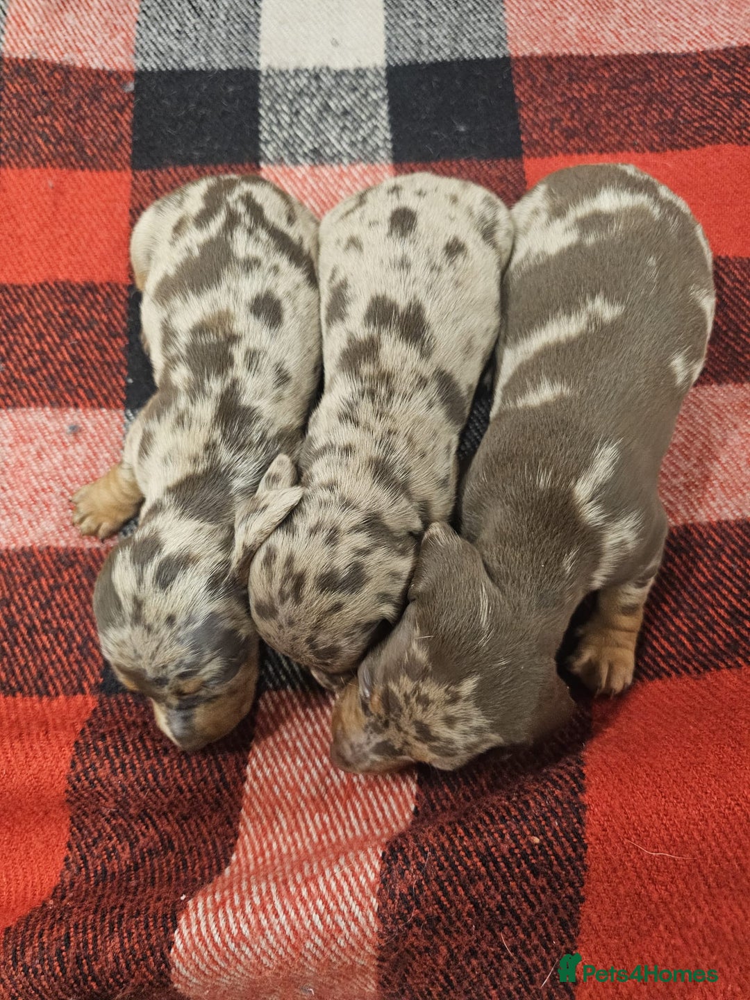 Miniature Dachshund dogs for sale: KC Mini Dachshund Dapple Girls & Boys and Tan Boy - Image 17