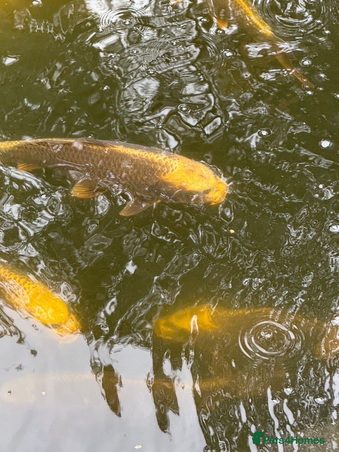 Koi Carp fish for sale: Ghost koi - Image 2