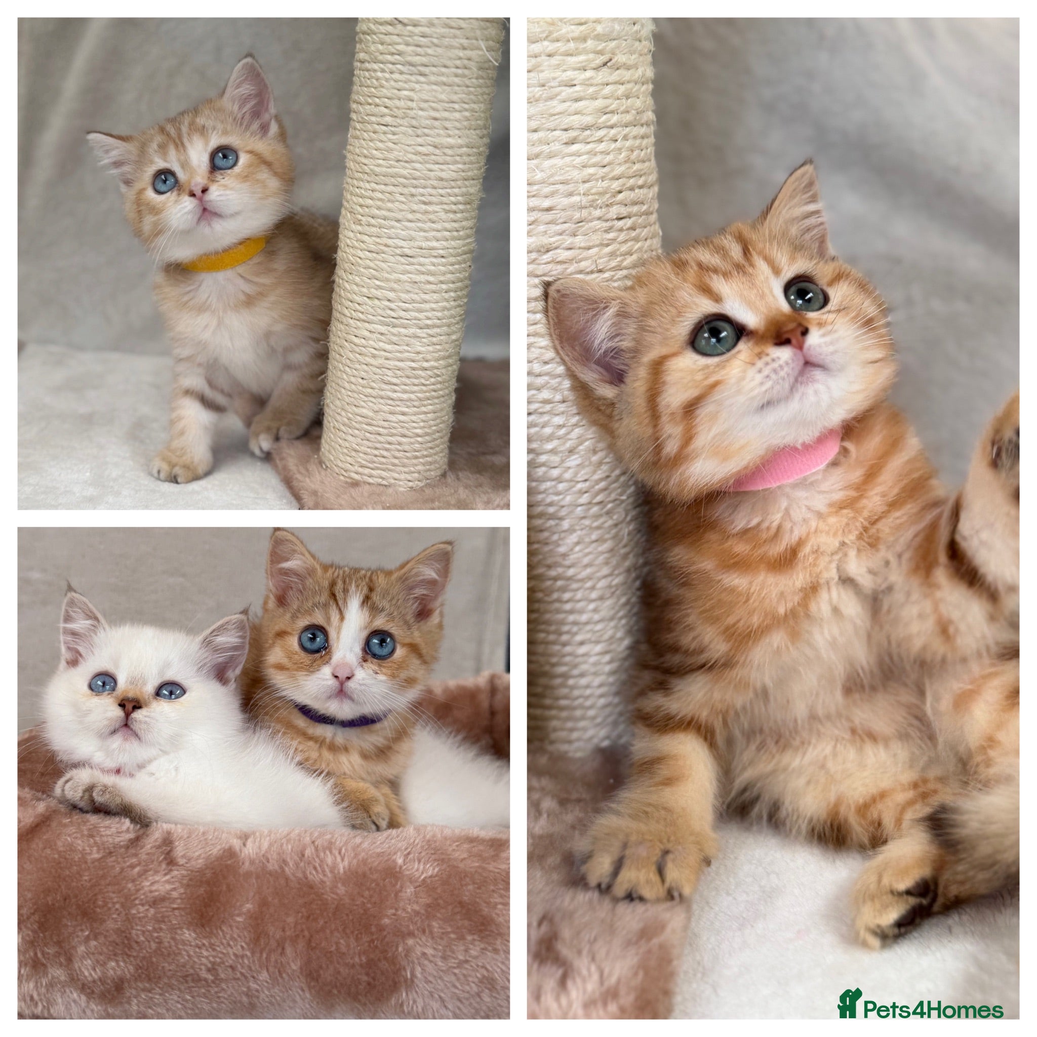 British Shorthair cats British Sh golden odd /blue eyed kittens GCCF  - Advert 1