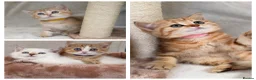 British Shorthair cats for sale: British Sh golden odd /blue eyed kittens GCCF  - Advert 1