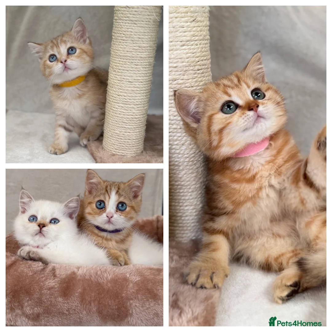 British Shorthair cats for sale: British Sh golden odd /blue eyed kittens GCCF  - Advert 1