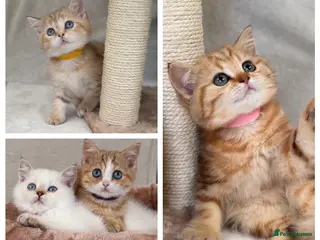 British Shorthair cats British Sh golden odd /blue eyed kittens GCCF - Advert 1