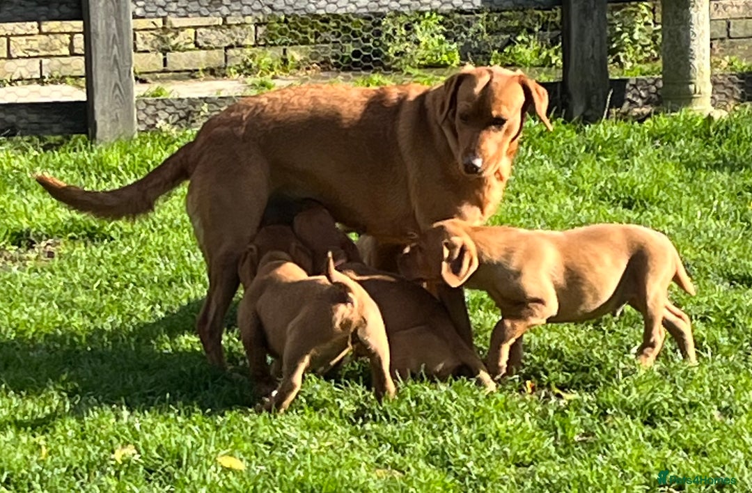 Labrador Retriever dogs for sale: FANTASTIC LITTER FOX RED LABRADOR PUPPIES  - Image 8