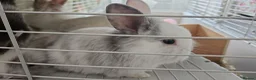 Lionhead rabbits for sale: Lionhead babies  - Advert 5