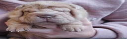 Shar Pei dogs for sale: Beautiful litter of Shar Pei puppies!  - Advert 19