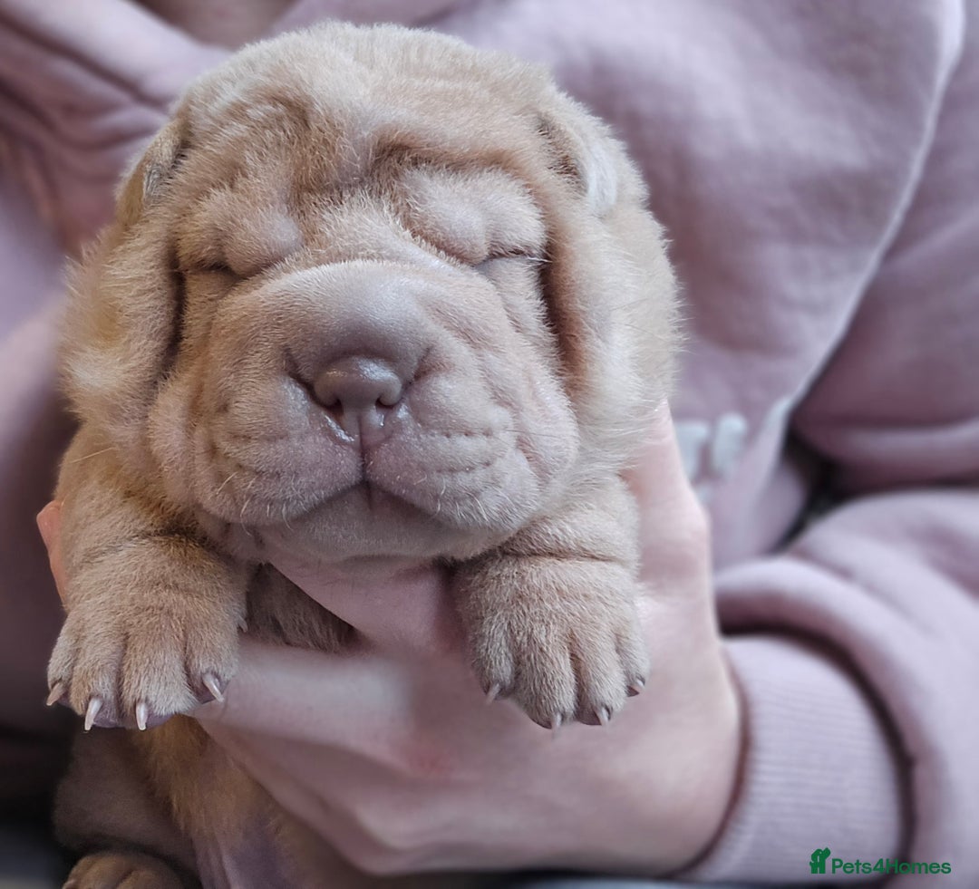Shar Pei dogs for sale: Beautiful litter of Shar Pei puppies!  - Advert 19