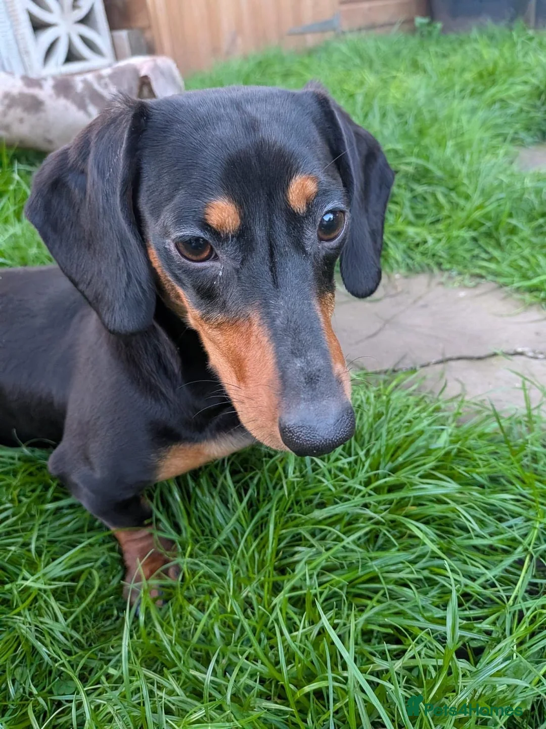 Mixed Breed dogs for adoption: 💙 THOR, 💙MONTY & ❤️COCO – THREE LITTLE SAUSAGES in Burton-on-Trent - Advert 2