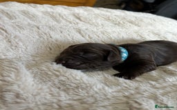 Cockapoo dogs for sale: 🍫🐶 F1b Chocolate Cockapoo Puppies🐶🍫  - Image 23