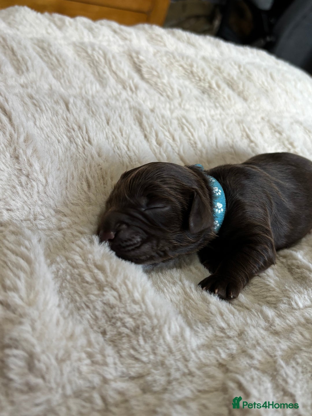 Cockapoo dogs for sale: 🍫🐶 F1b Chocolate Cockapoo Puppies🐶🍫  - Image 23