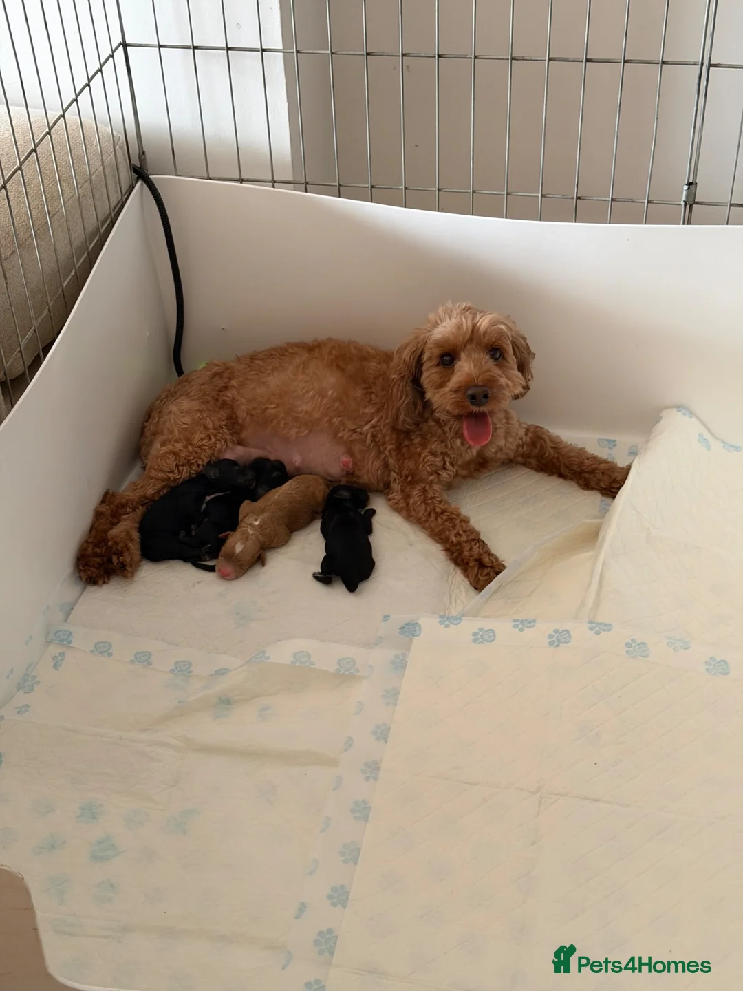 Cockapoo dogs for sale: 🐾❤️ Beautiful F1b Toy Cockapoo Puppies  ❤️🐾 in Wisbech - Advert 8