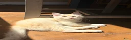 Maine Coon cats for sale: 💖Tica register kitted💖 - Advert 5