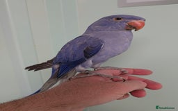 Ringnecks birds for sale: Lovely Handreared Ringnecks, Alexandrines, Conures - Image 15