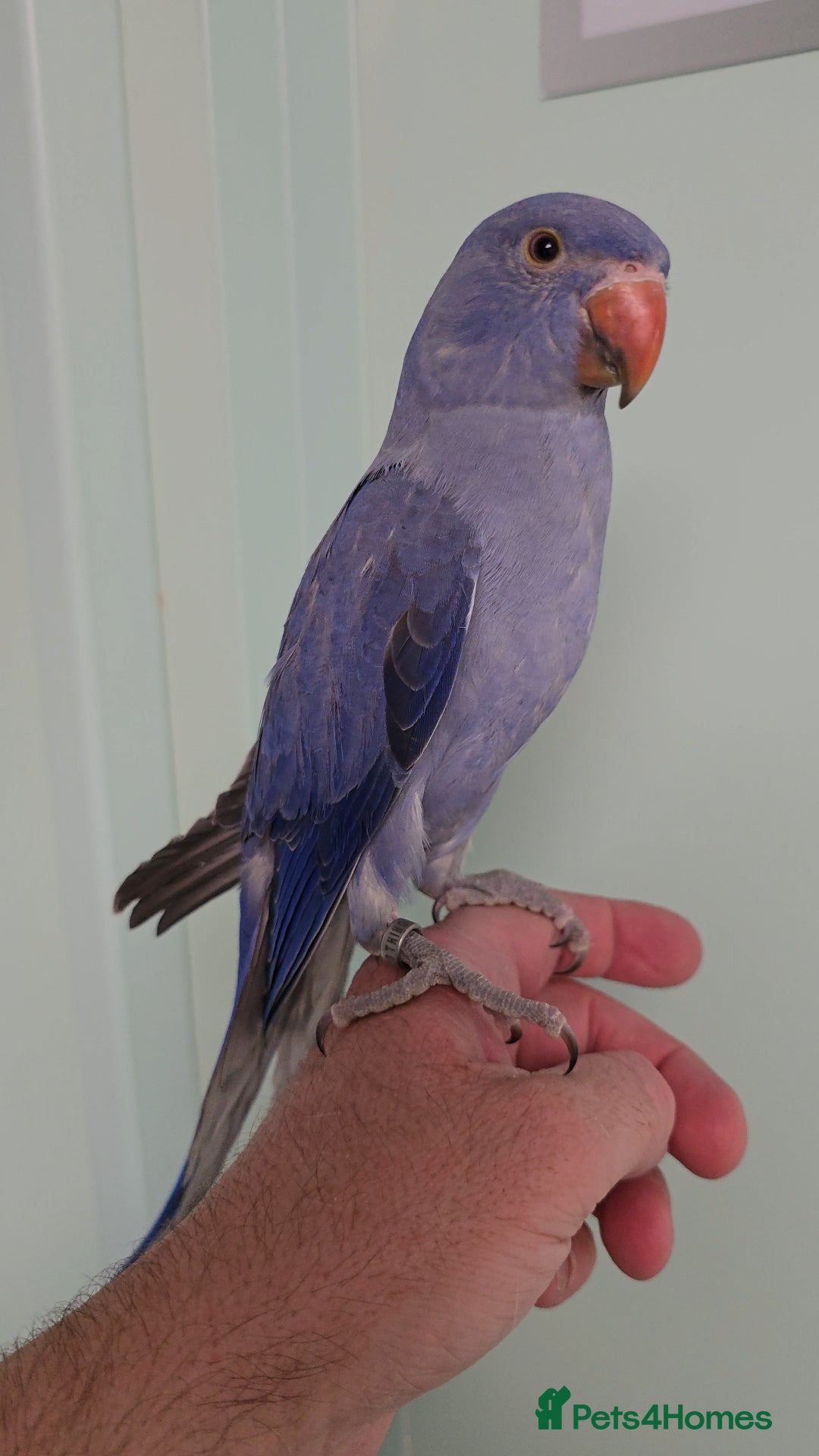Ringnecks birds for sale: Lovely Handreared Ringnecks, Alexandrines, Conures - Image 15
