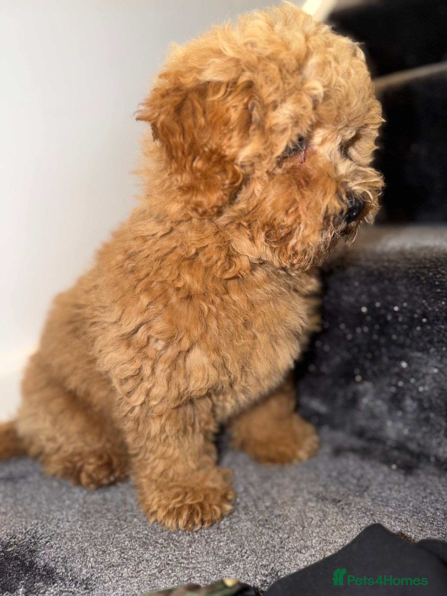 Maltipoo dogs for sale: Beautiful Red Maltipoo puppies for sale  - Advert 6
