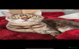 Bengal cats for sale: 6 year old bengal neutered male looking for home  - Image 2