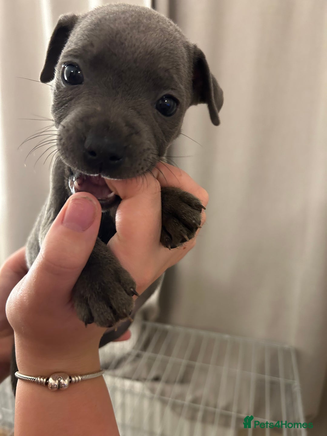 Staffordshire Bull Terrier dogs for sale: Stunning pure blue staffies - Image 16