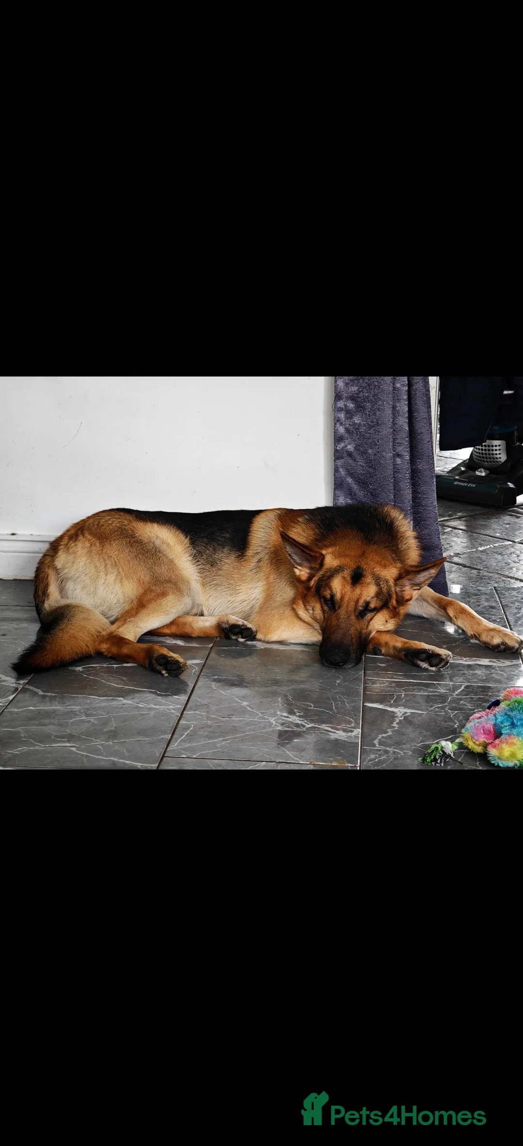 German Shepherd dogs for stud: German Shepherd Stud - Barney - Advert 4