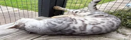 Bengal cats for sale: Elite Silver Rosetted Bengal Boy - Advert 5