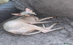 Sphynx cats for sale: Sphynx - Image 5