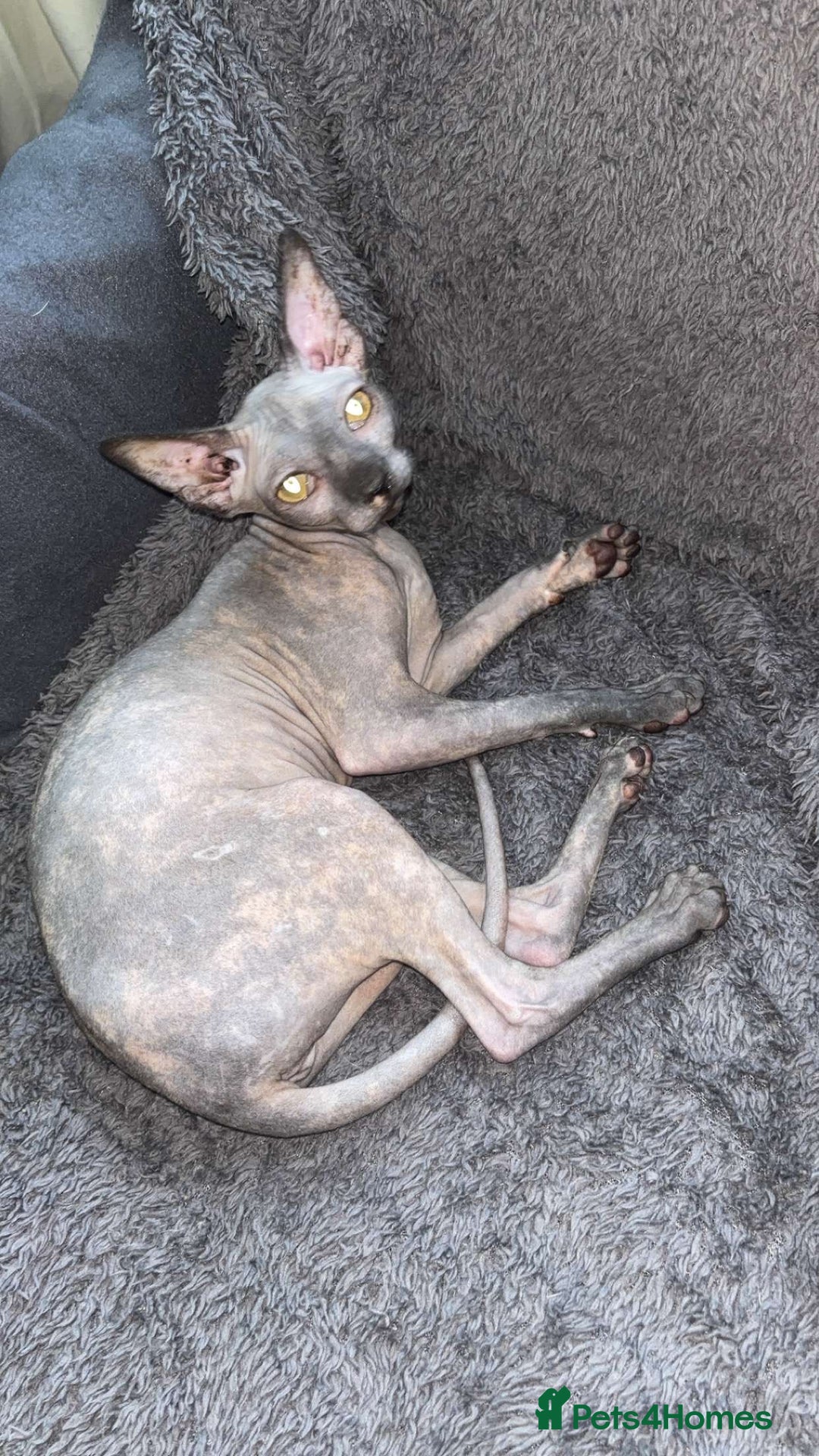 Sphynx cats for sale: Sphynx - Image 5