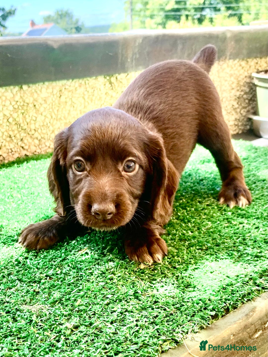 Cocker Spaniel dogs for stud: Boris (Bryn Rhos Major) for stud in Ammanford - Advert 19