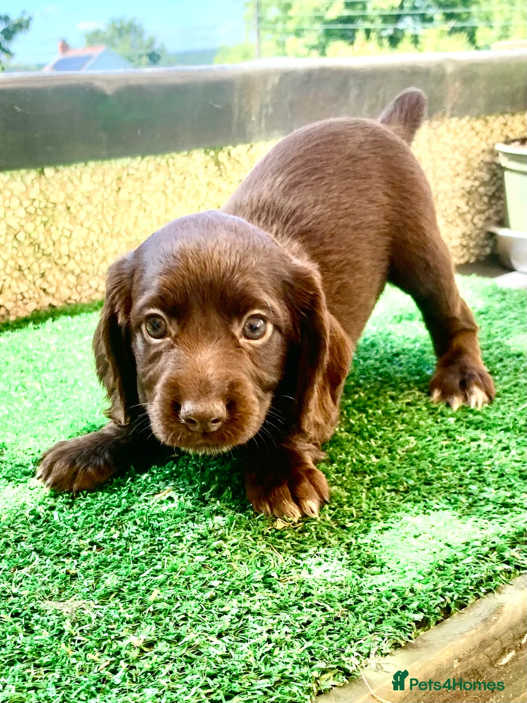 Cocker Spaniel dogs for stud: Boris (Bryn Rhos Major) for stud in Ammanford - Advert 19