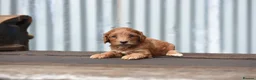 Cockapoo dogs for sale: Fox red Amazing obedience champion cockapoo pups  - Advert 9