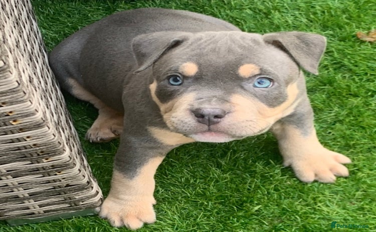 American Bully dogs - Advert 6