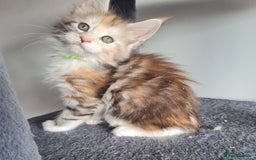 Maine Coon cats for sale: Stunning pedigree Mainecoon Kittens  - Image 15