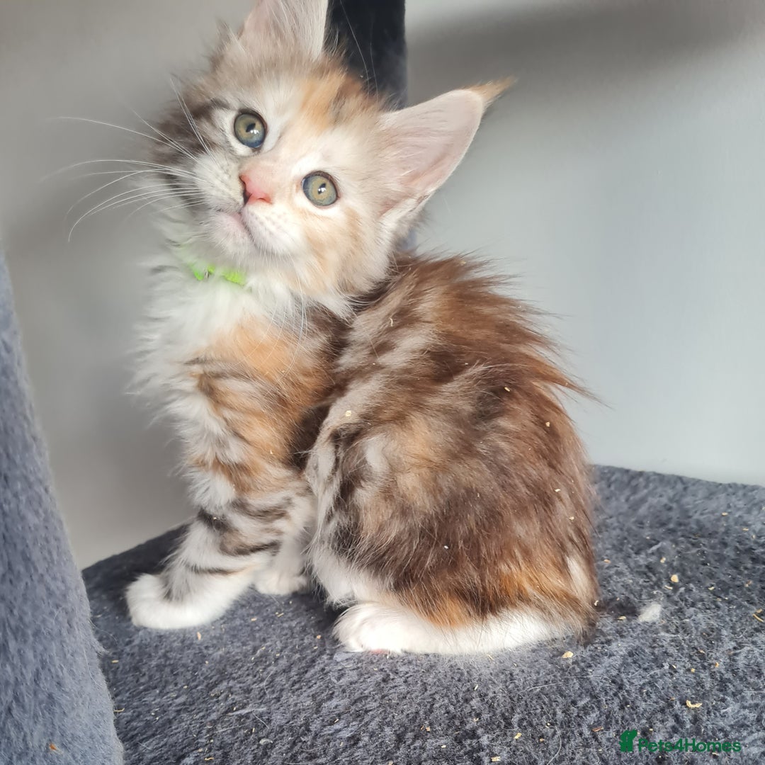 Maine Coon cats for sale: Stunning pedigree Mainecoon Kittens  - Image 15
