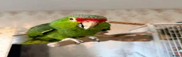 Parrots birds for sale: Red Lored Amazon Parrot in Bridgnorth - Advert 2