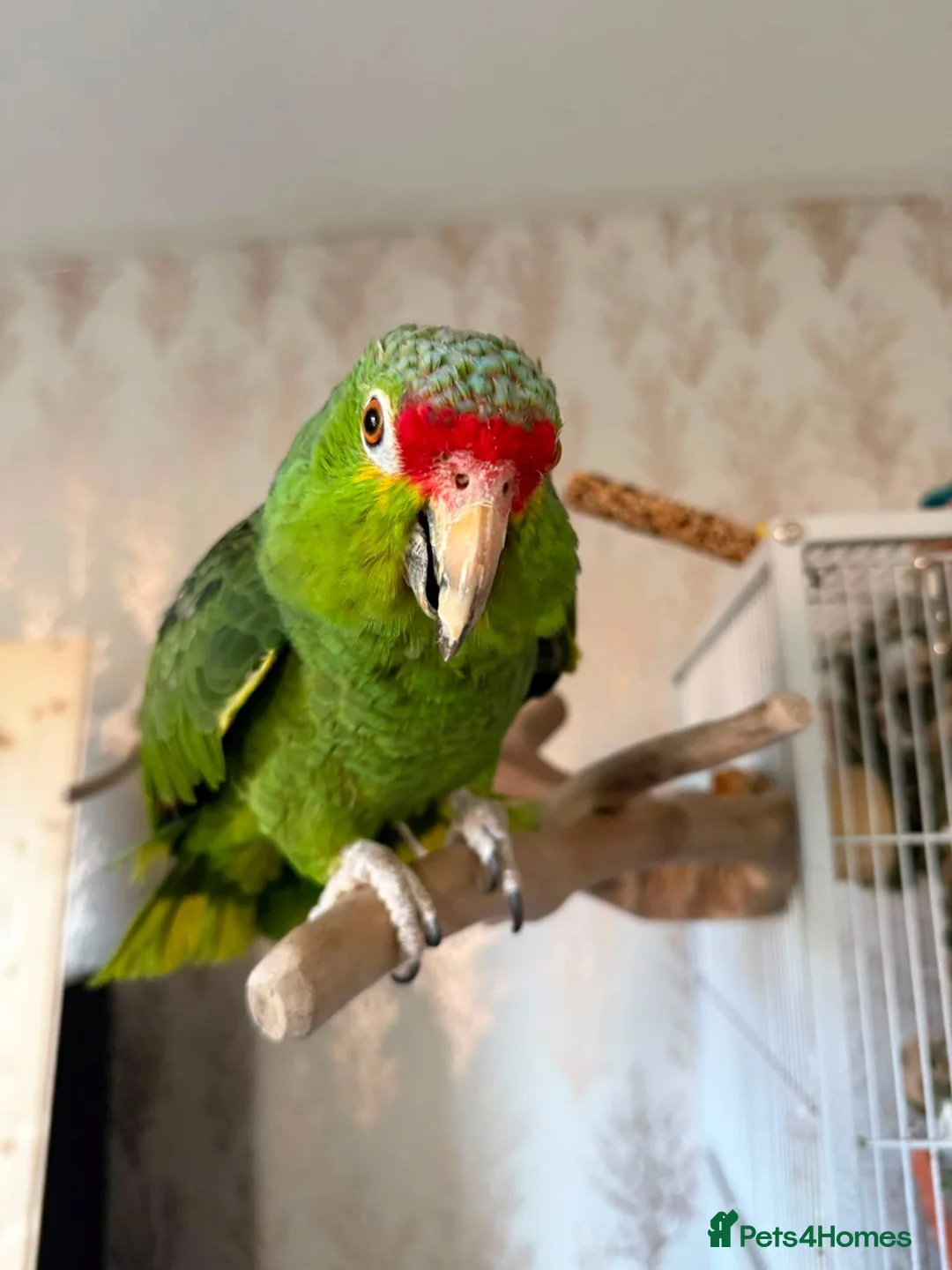 Parrots birds for sale: Red Lored Amazon Parrot in Bridgnorth - Advert 2