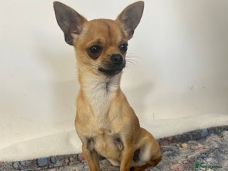 Chihuahua dogs in Wisbech - Advert 12