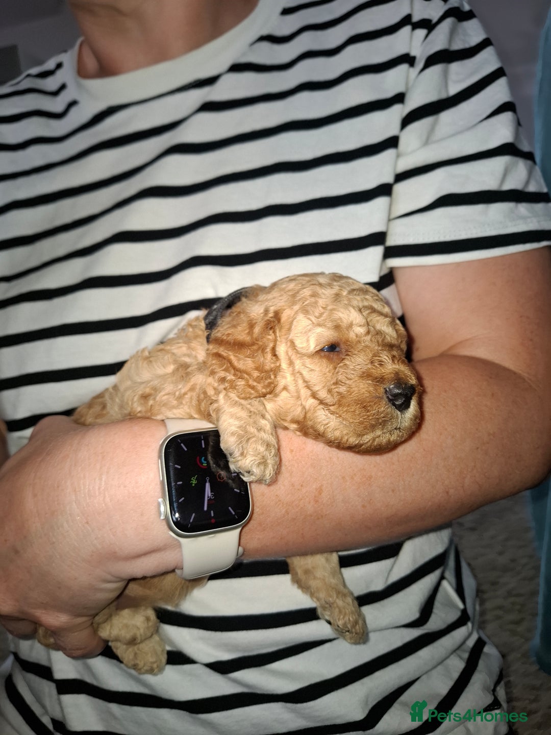 Cavapoo dogs for sale: Amazing Cavapoo's 🐶❤️ - Image 31