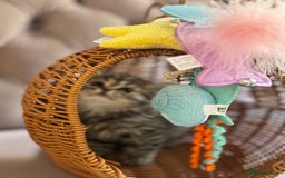 British Longhair cats for sale: British Long Hair Kittens - Image 7