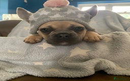 French Bulldog dogs for sale: Family Raised French Bulldog Girls - Image 9