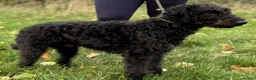Bedlington Terrier dogs for sale: Pup-Bedlington Terrier x cocker spaniel Bedlington - Advert 4