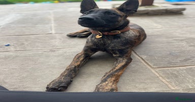 Belgian Shepherd Dog dogs - Advert 5