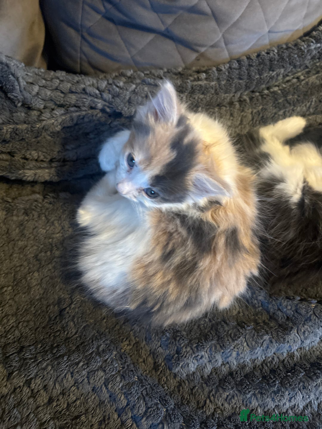 Mixed Breed cats for sale: 3 kittens in need of loving and caring homes - Advert 4