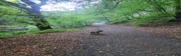 Cockapoo dogs for sale: 10 month old Cockapoo  in Crediton - Advert 4