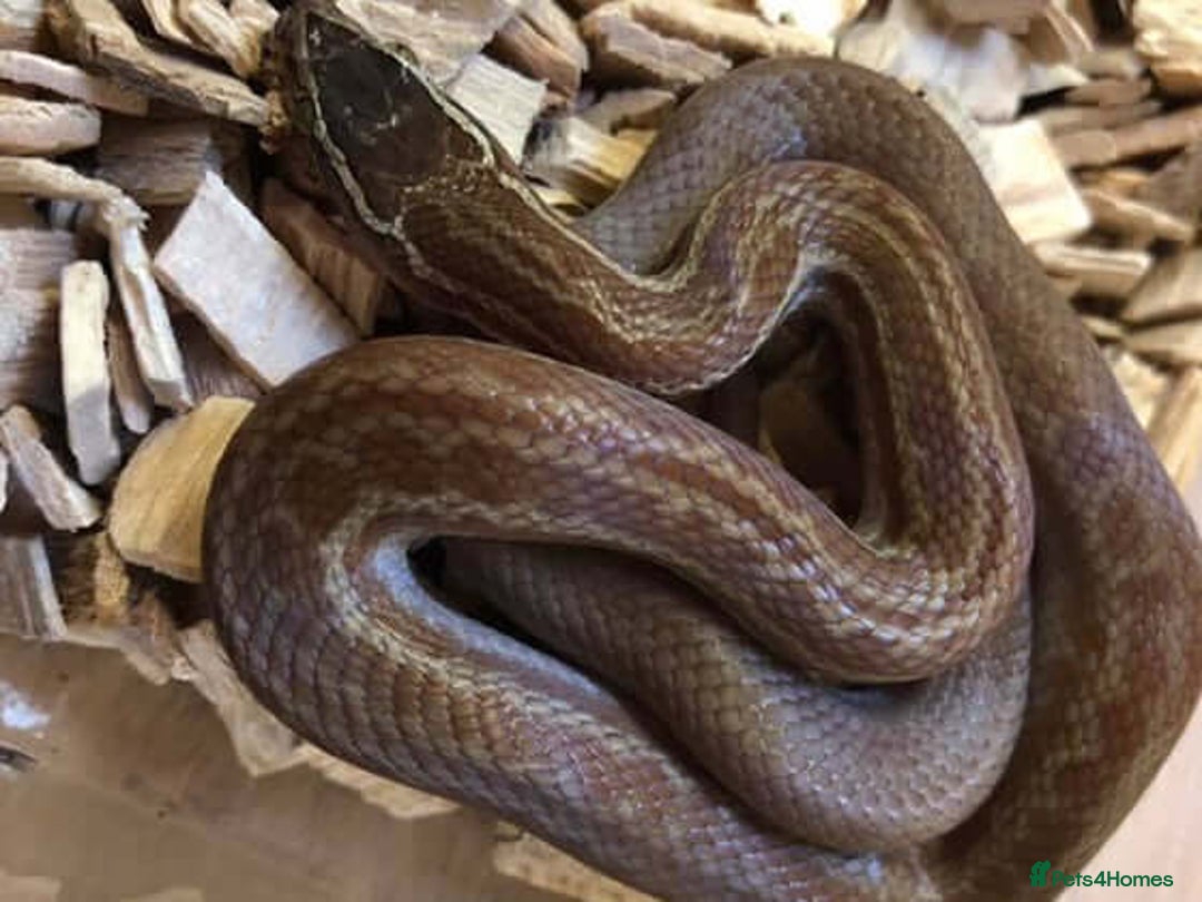 Snake reptiles for sale: African house snake juvenile  - Image 2