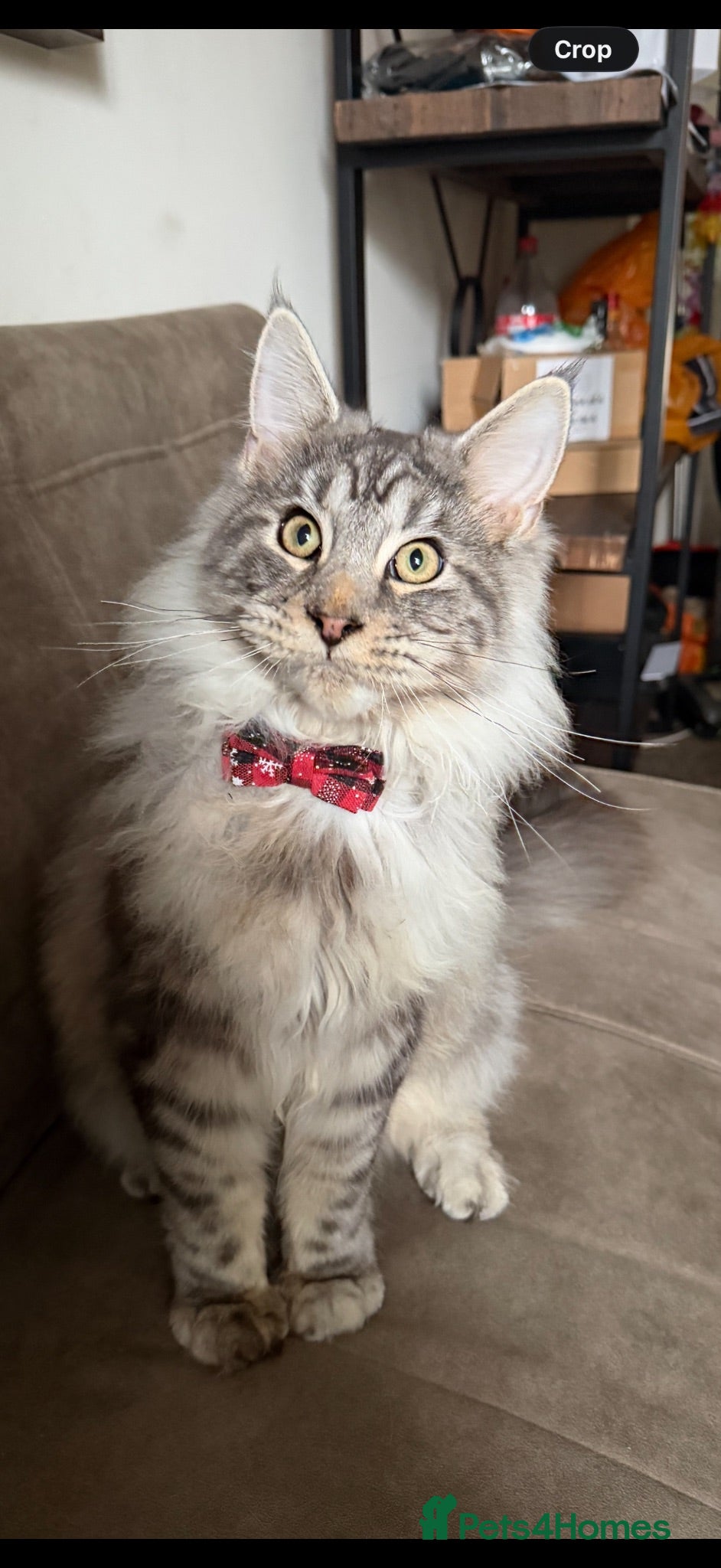 Maine Coon cats Silver tabby Maine coon NEEDS REHOMIMG ASAP - Advert 12